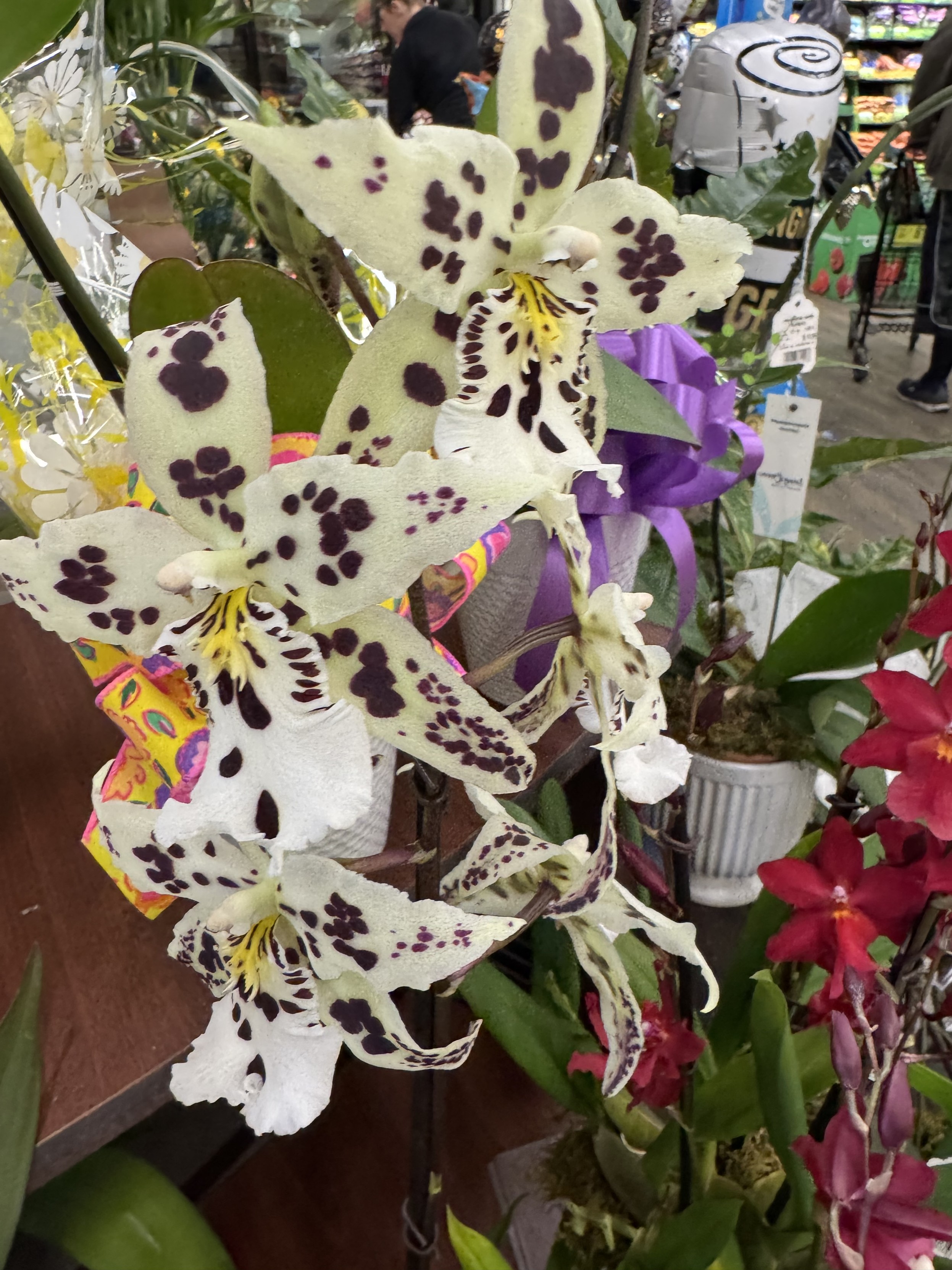 a white and burgundy orchid