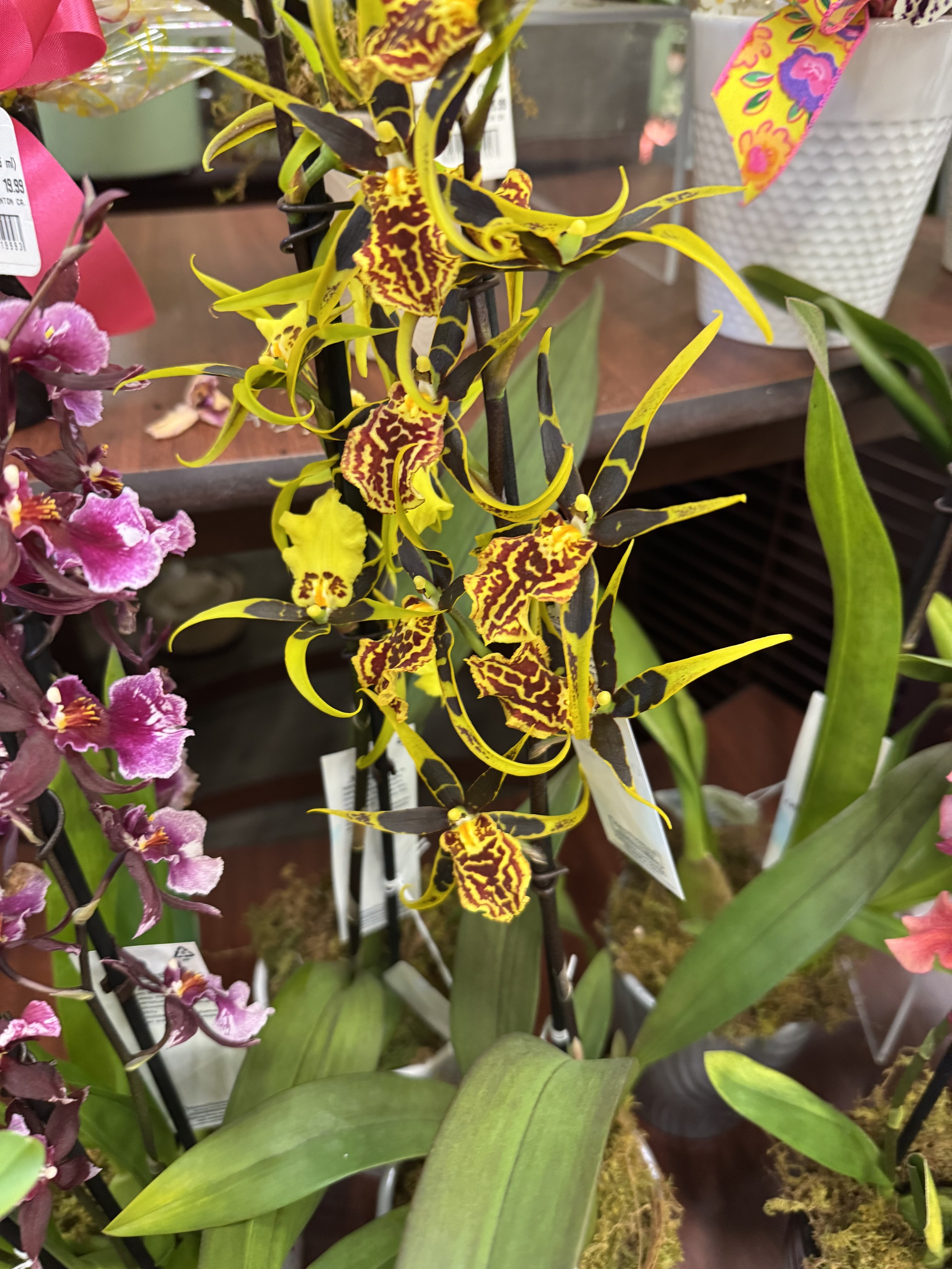 a yellow and red and black spider orchid